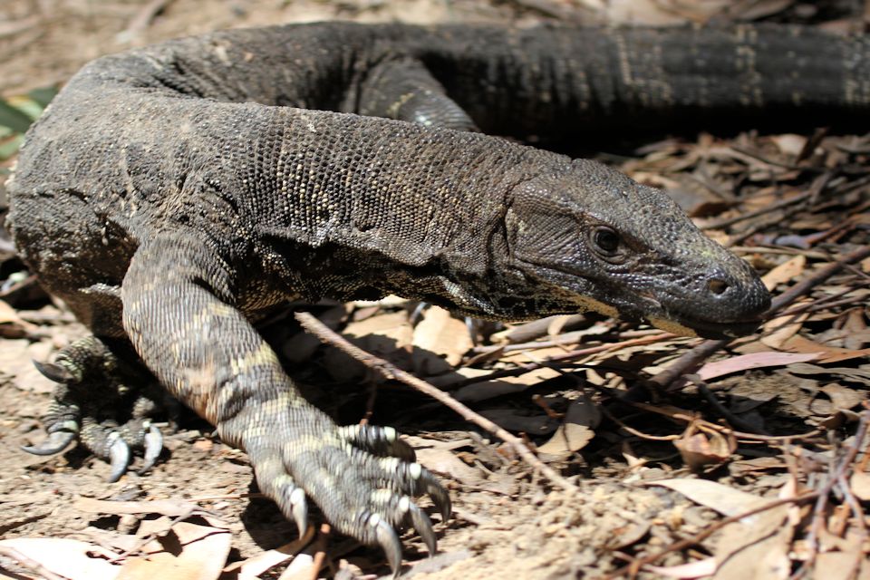 Lace Monitor (Varanus varius)